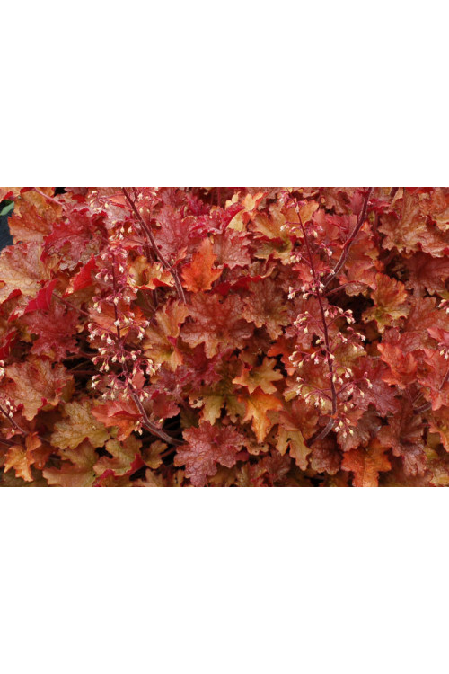 Żurawka 'Ginger Peach' | Heuchera