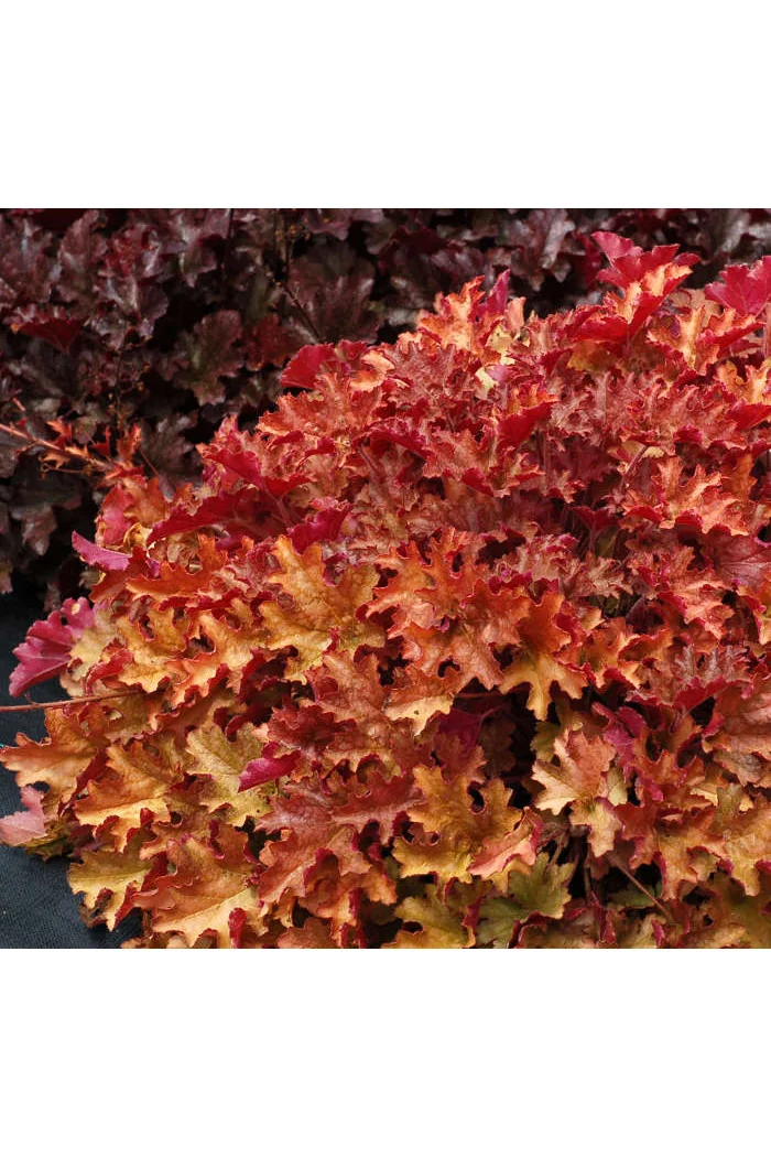 Żurawka 'Ginger Peach' | Heuchera