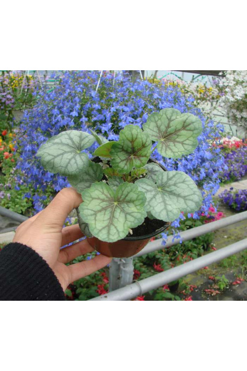 Żurawka 'Peppermint Spice' | Heuchera