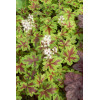 Tiarella 'Crow Feather' Tiarella