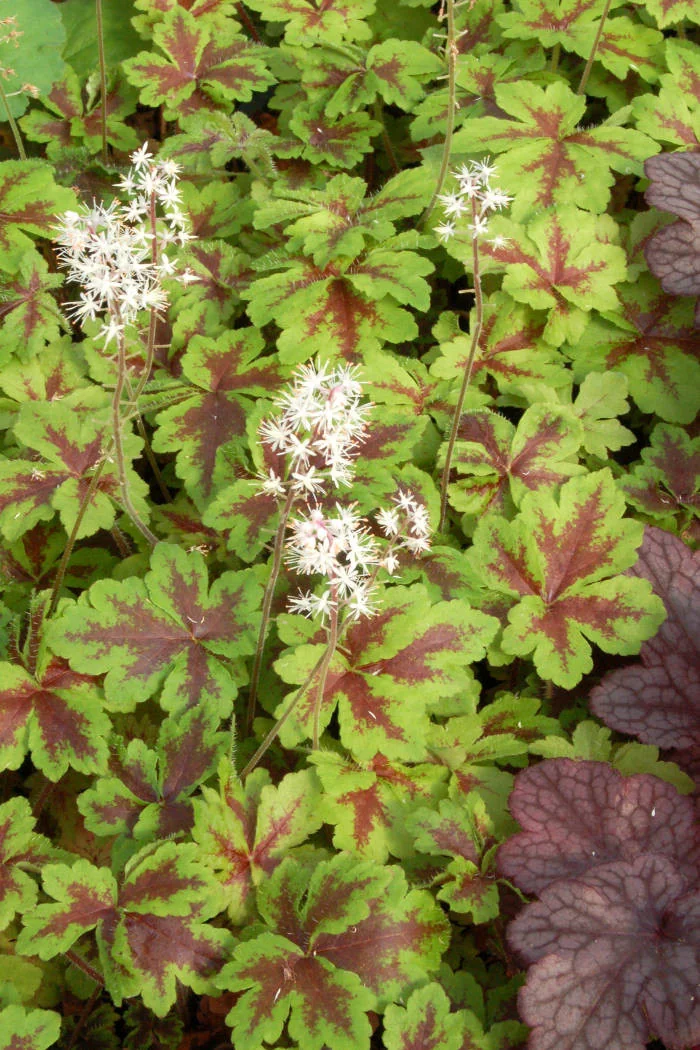 Tiarella 'Crow Feather' Tiarella