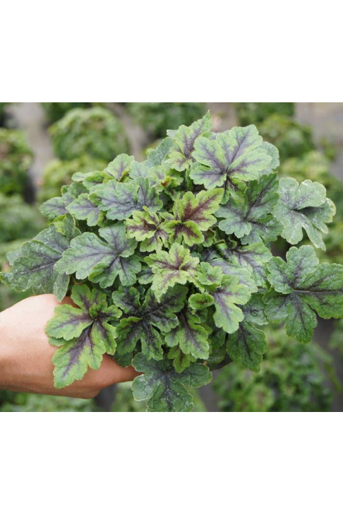 Tiarella 'Crow Feather' Tiarella