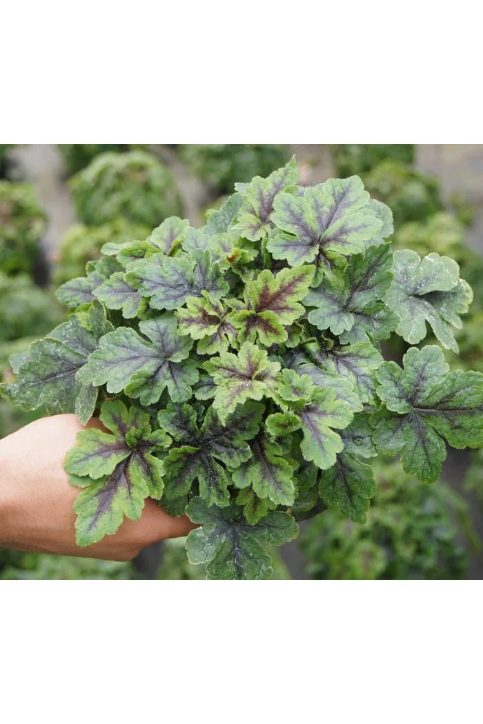 Tiarella 'Crow Feather' Tiarella