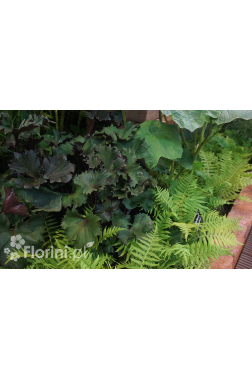 Języczka 'Osiris Cafe Noir' Ligularia