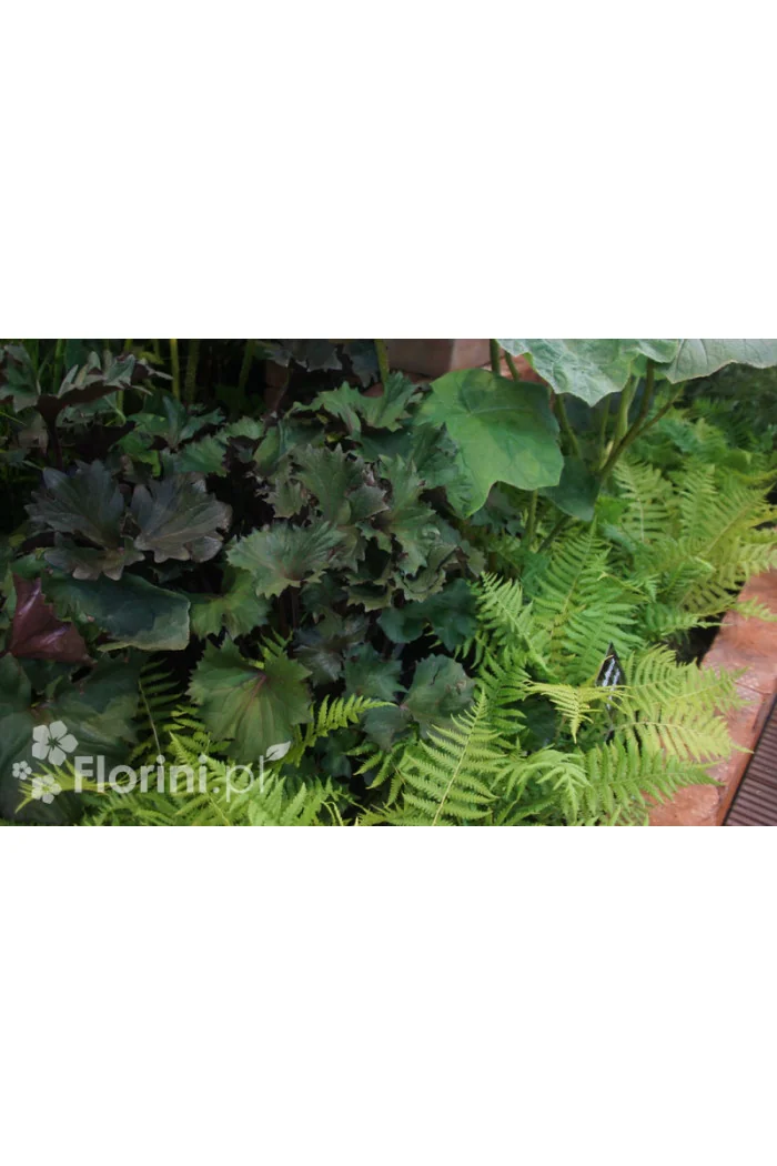 Języczka 'Osiris Cafe Noir' Ligularia