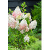 Hortensja bukietowa 'Strawberry Blossom' | Hydrangea panniculata