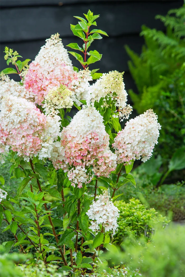 Hortensja bukietowa 'Strawberry Blossom' | Hydrangea panniculata