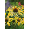 Jeżówka 'Sunrise' Echinacea