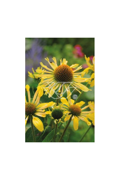 Jeżówka 'Sunrise' Echinacea