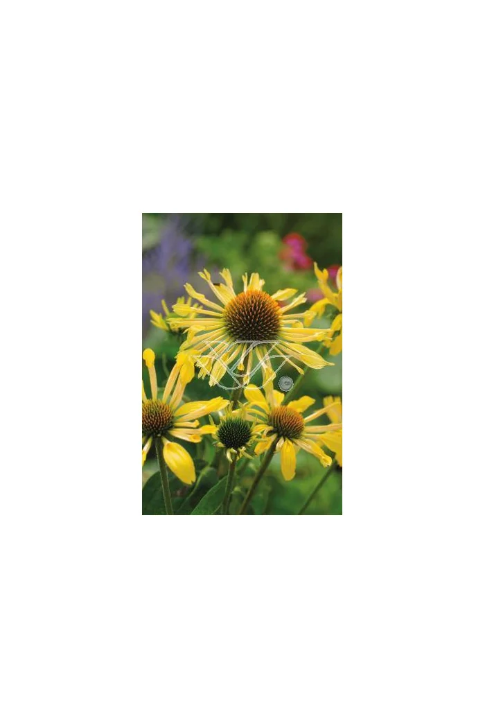 Jeżówka 'Sunrise' Echinacea