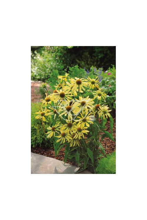 Jeżówka 'Sunrise' Echinacea