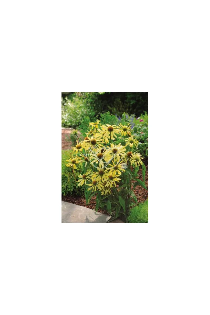 Jeżówka 'Sunrise' Echinacea