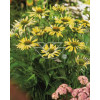 Jeżówka 'Sunrise' Echinacea