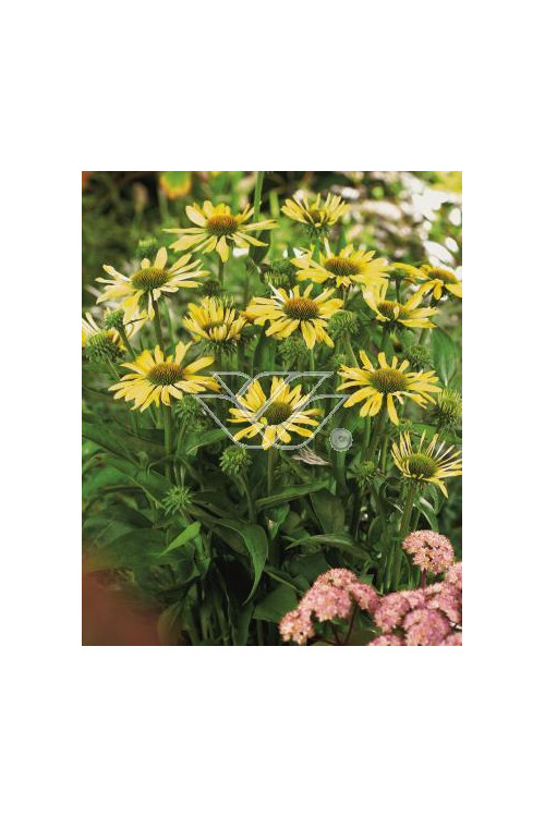 Jeżówka 'Sunrise' Echinacea