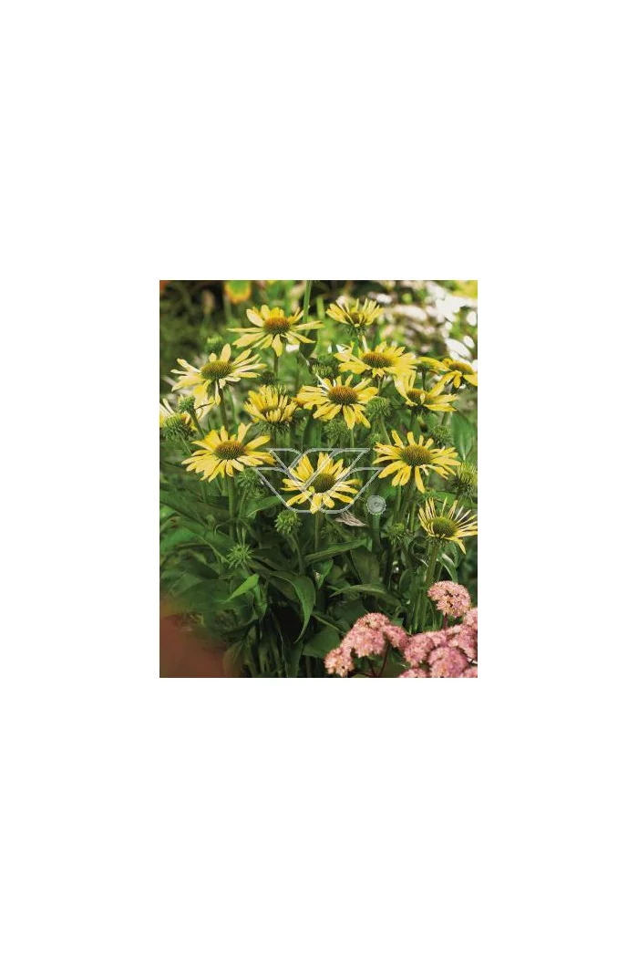 Jeżówka 'Sunrise' Echinacea