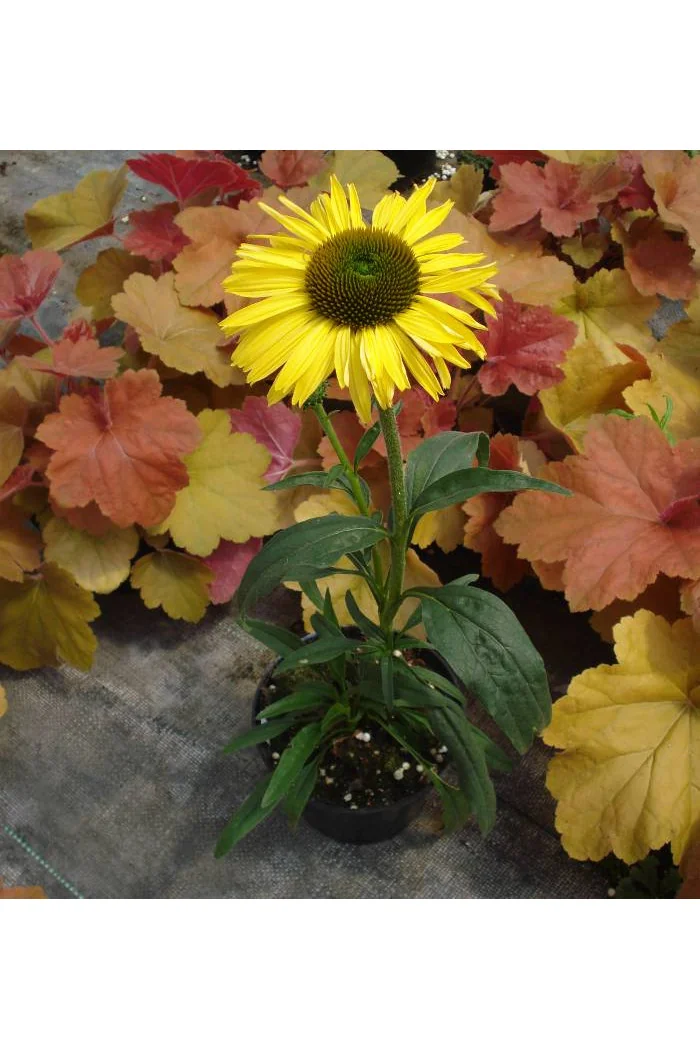 Jeżówka 'Daydream' Echinacea