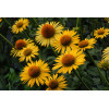 Jeżówka 'Harvest Moon' Echinacea