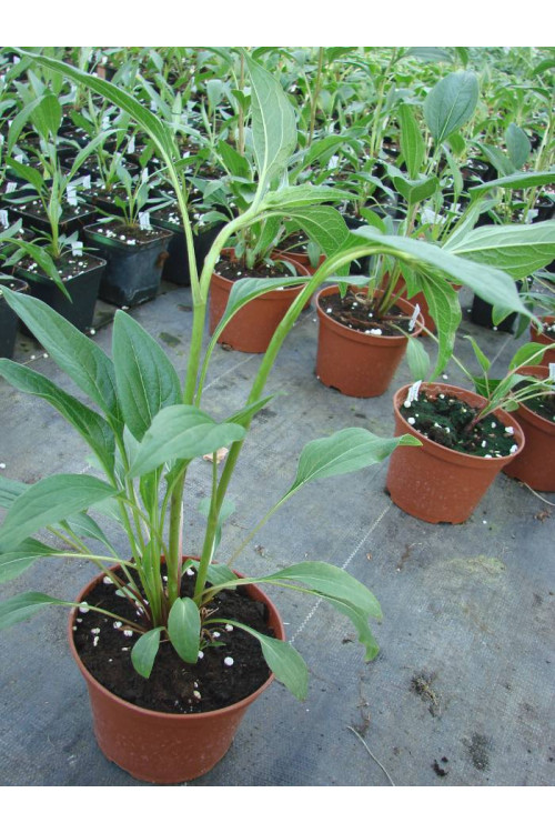 Jeżówka 'Harvest Moon' Echinacea