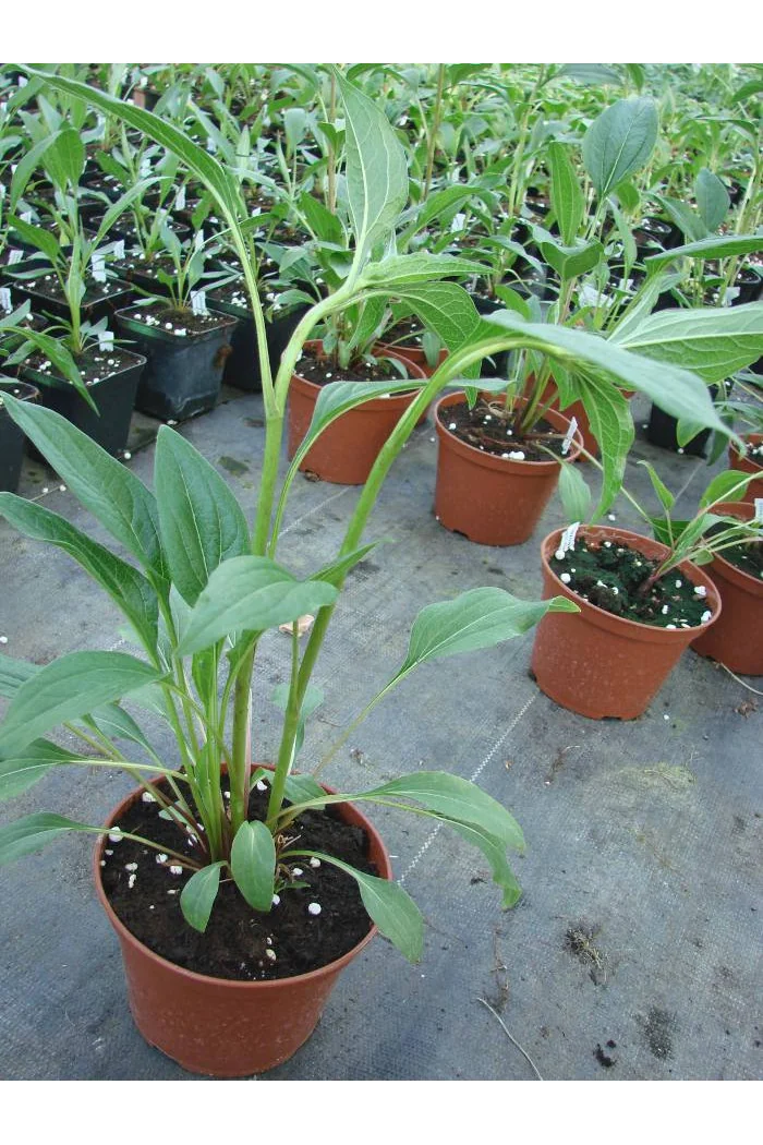 Jeżówka 'Harvest Moon' Echinacea