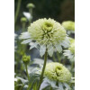 Jeżówka 'Milkshake' | Echinacea