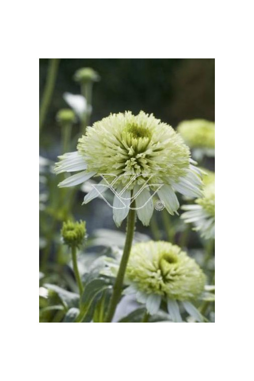 Jeżówka 'Milkshake' | Echinacea