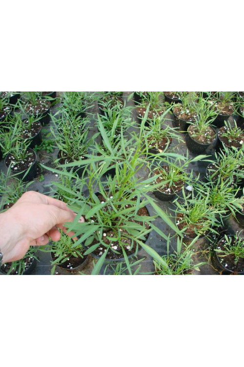 Nachyłek 'Cranberry Ice' Coreopsis