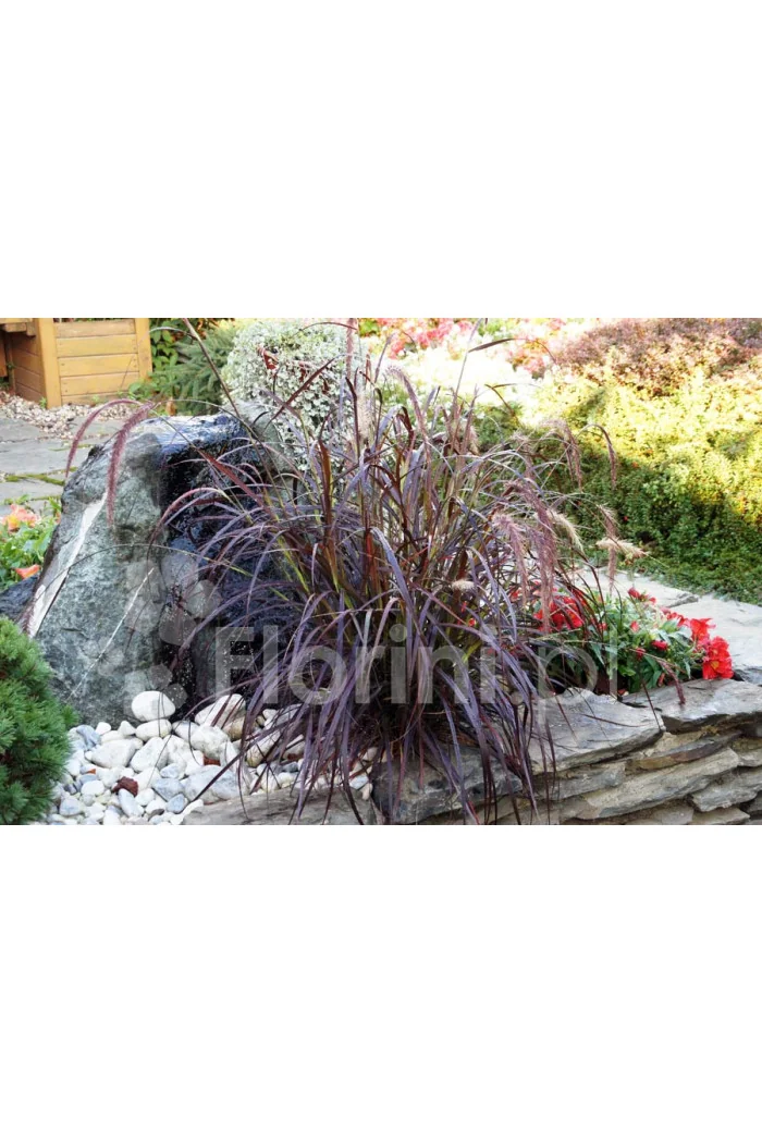 Piórkówka 'Rubrum' | Penisetum