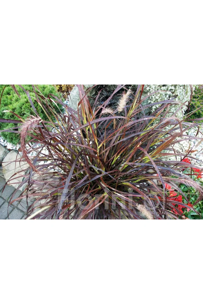Piórkówka 'Rubrum' | Penisetum