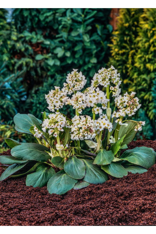 bergenia, bergenia sercolistna