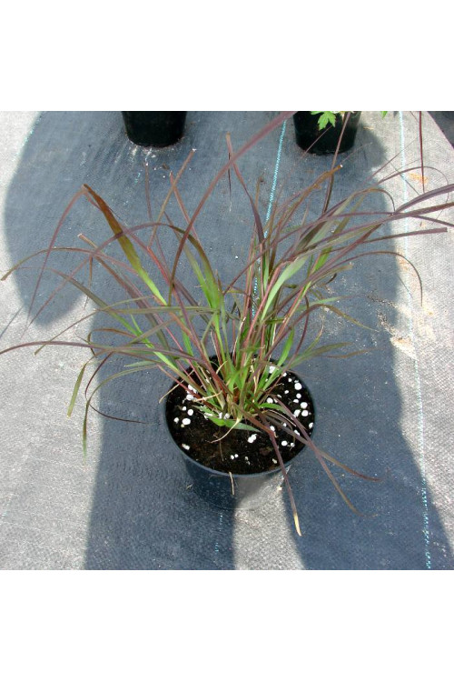 Piórkówka 'Rubrum' | Penisetum