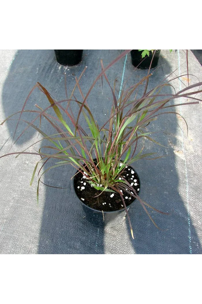 Piórkówka 'Rubrum' | Penisetum