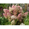 Hortensja bukietowa 'Vanille-Fraise' | Hydrangea paniculata