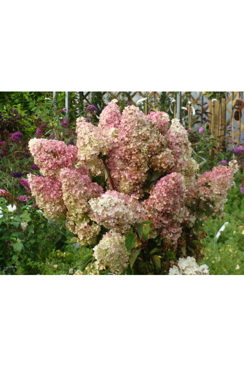 Hortensja bukietowa 'Vanille-Fraise' | Hydrangea paniculata
