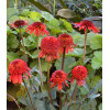 Jeżówka 'Cinnamon Cupcake' Echinacea