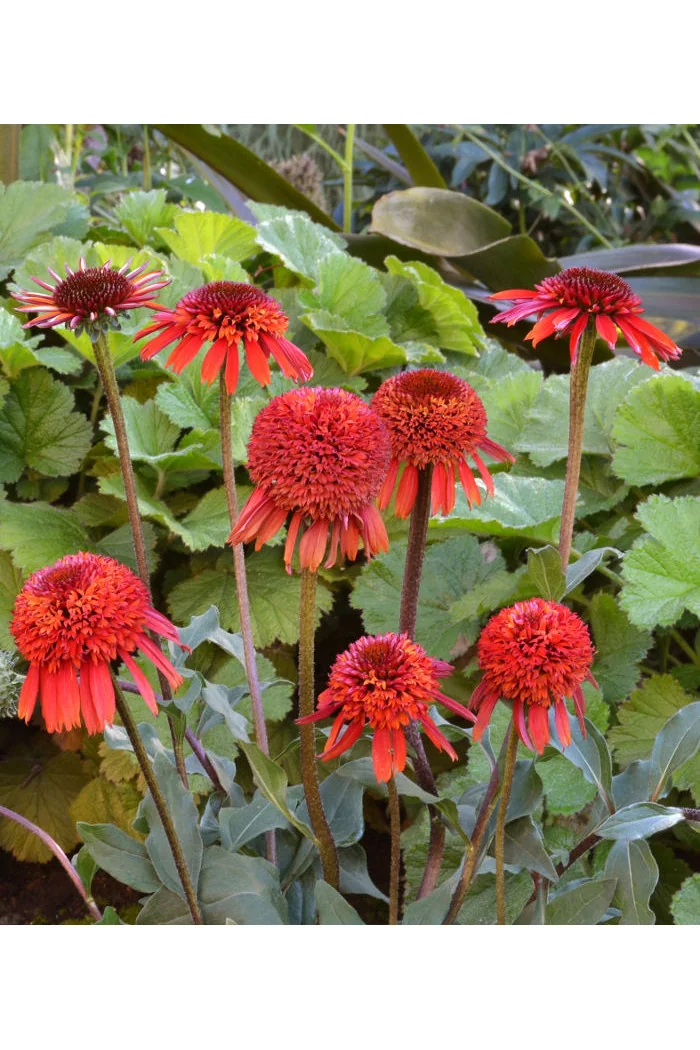 Jeżówka 'Cinnamon Cupcake' Echinacea