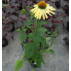 Jeżówka 'Sunrise' Echinacea