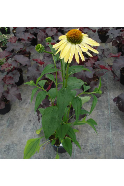 Jeżówka 'Sunrise' Echinacea