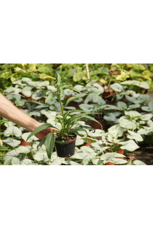 Jeżówka 'Hot Lava' Echinacea