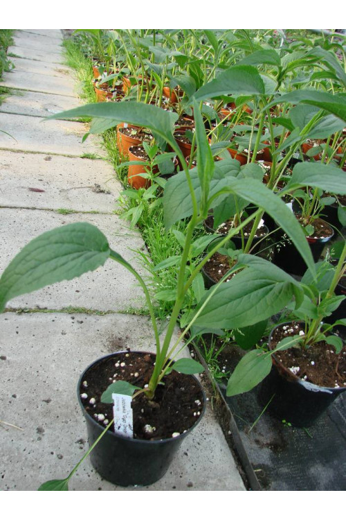 Jeżówka 'Gum Drop' Echinacea