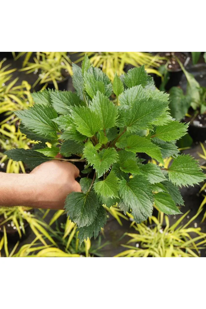 Dzwonek 'Pink Octopus' Campanula
