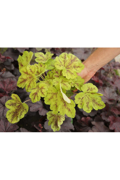 Żuraweczka (Żurawka) 'Solar Power' Heucherella