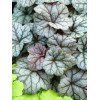 Żurawka 'Cinnabar Silver' Heuchera