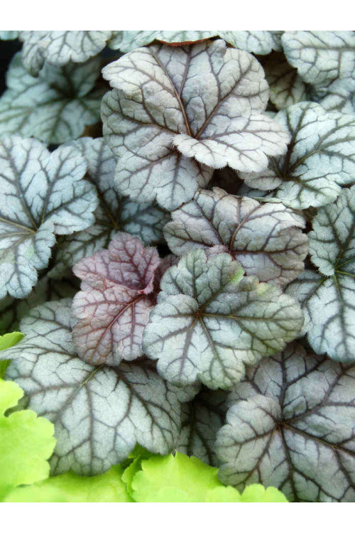 Żurawka 'Cinnabar Silver' Heuchera