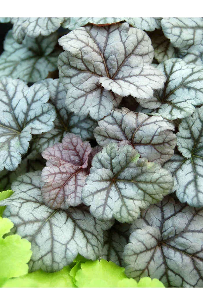Żurawka 'Cinnabar Silver' Heuchera