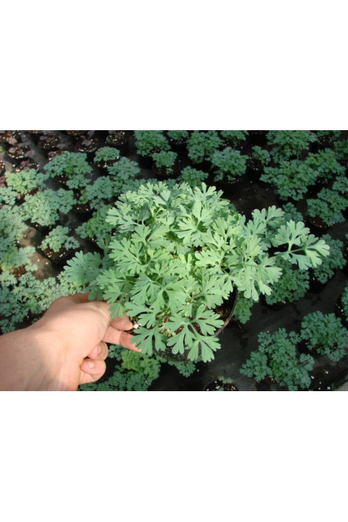 Serduszka 'King of Hearts' | Dicentra