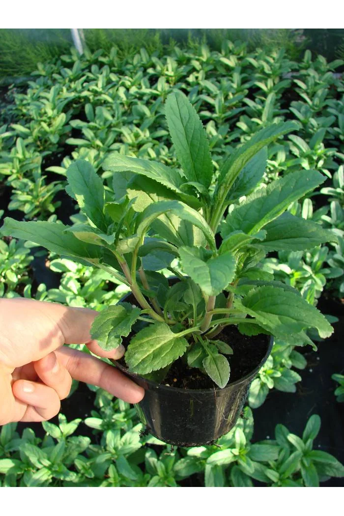 Przetacznik kłosowy 'Christa' Veronica spicata