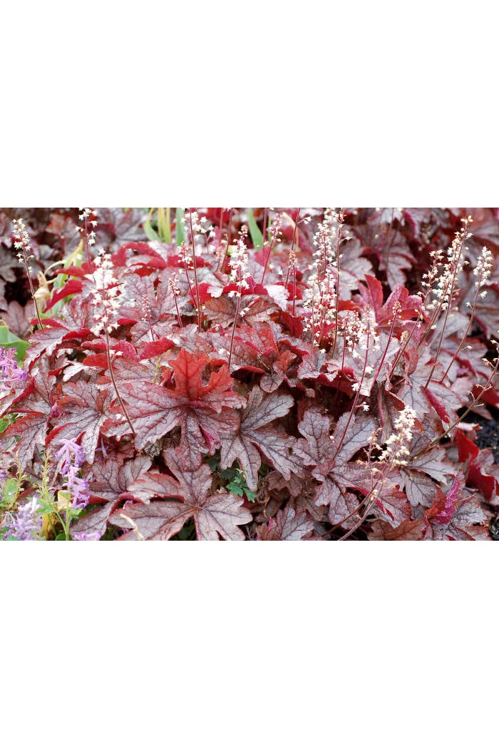 Żuraweczka 'Gunsmoke' Heucherella