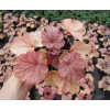 Żurawka 'Vienna' Heuchera