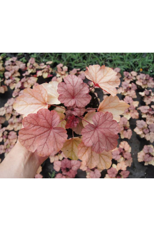 Żurawka 'Vienna' Heuchera