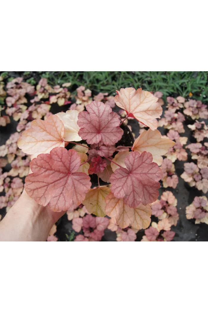 Żurawka 'Vienna' Heuchera